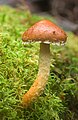 Stropharia sp, Mount Field National Park, Collinsvale, Tasmania, Australia