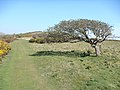 Trees face heavy wind thus grow in interesting shapes