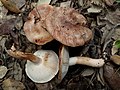 !Tricholoma stans!