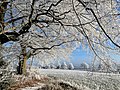 Wallrain nördl. Linde am Wanderweg A3