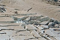 Seracs in firn at 3,050 metres (10,000 feet) on the Winthrop Glacier of Mount Rainier in Washington, USA