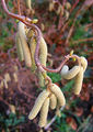 Corylus avellana ‘Contorta’