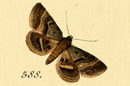 Acantholipes regularis