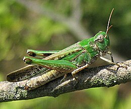 Tengerzöld sáska