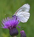 Baumweißling (Aporia crataegi)