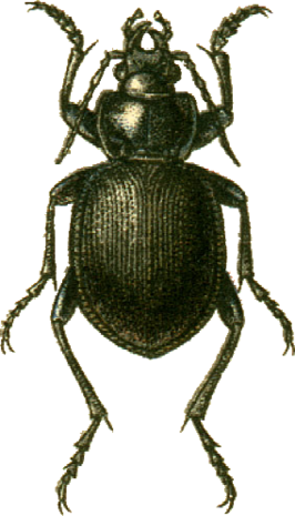 Calosoma panderi