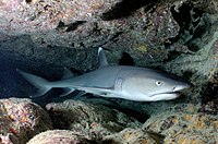 A whitetip reef shark