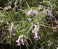 Chilopsis linearis