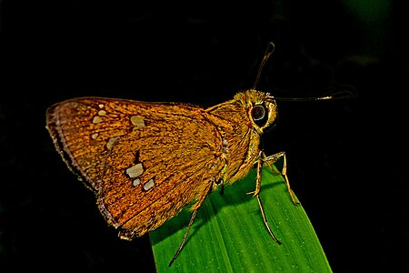 Ventral view