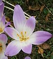 Colchicum speciosum inside of the flower