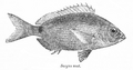 Diplodus noct