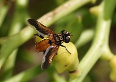 Male, with ferrugineous marking on the wings