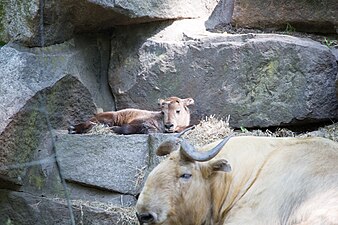 Goldtakin mit Jungtier, geboren am 10. Mai 2019