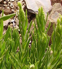 Groene lavendel