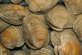 Topneck clams