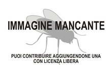 Immagine di Hesperinus mancante