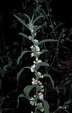 a stalk with flowers and velvety leaves