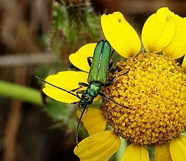 Oedemera lurida