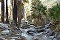 Palm Canyon