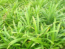 Pandanus amaryllifolius