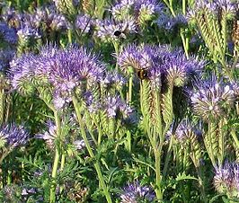 Phacelia (soort)