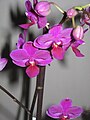 Phalaenopsis Multiflora cultivar close-up