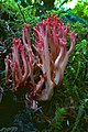 Ramaria cyaneigranosa