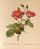 Rosa centifolia Anemonoides (Frankrijk, circa 1811)