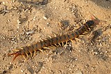 Scolopendra cingulata