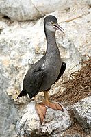 Juvenile Spotted Shag