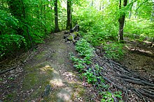 Fußpfad auf dem ehemaligen Festungswall der Sternenschanze Lienzingen/Ötisheim (Foto: 2023)