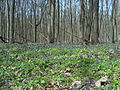 Oaks In Worskla Forest