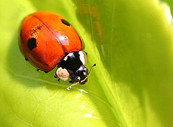 Coccinella