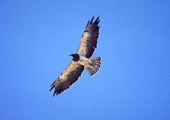 Swainson's hawk; large numbers pass through on migration.