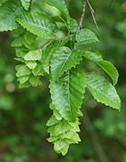 Foliage and fruit