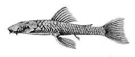 Chaetostoma greeni