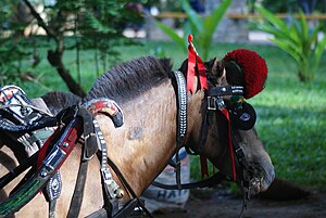 Kacamata Kuda Delman di Ragunan Jakarta