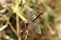 E. basalis, female dragonlet, Jamaica