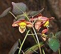 Epimedium versicolor