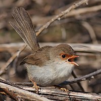 a small pale brown bird with a gaping orange beak, on twiglike foliage