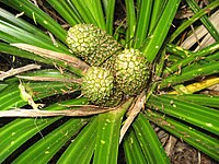 Developing fruit of Kiekie.