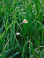 Gänseblümchen mit Morgentau