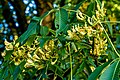 Blüte der Gelben Rosskastanie Aesculus flava
