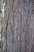 bark