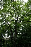 Winterlinde (Tilia cordata)