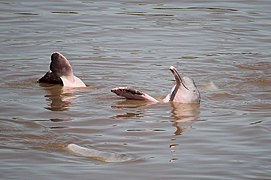 A Bolivian river dolphin in the Amazon Basin