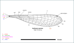 Drawing of Ischnura wing