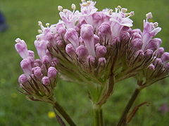 Marsh valerian (Valeriana dioica)