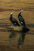 Due esemplari di cormorano comune (Phalacrocorax carbo)