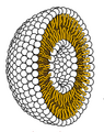 Image 30Cross-section through a liposome (from History of Earth)